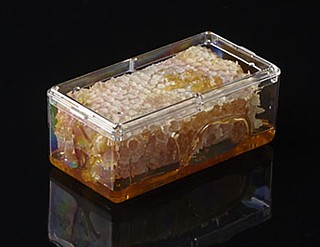 Clear Plastic Display Box Container Model PB52
